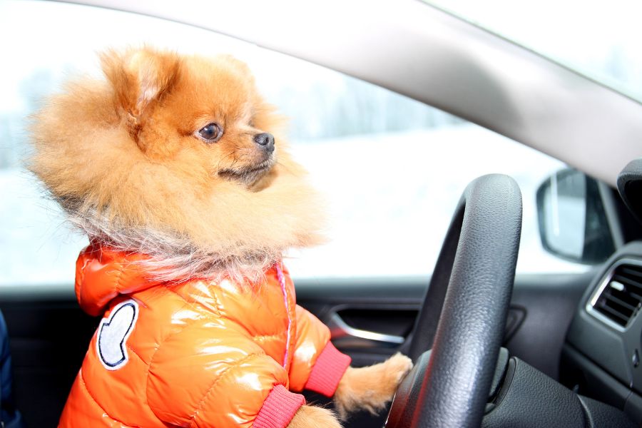 The Top Dog Names for 2025: What Americans Are Called Their Pups This Year 3 Pomeranian in an orange puffy jacket sitting behind the steering wheel of a car, confidently posing as a trendsetter among The Top Dog Names for 2025.
