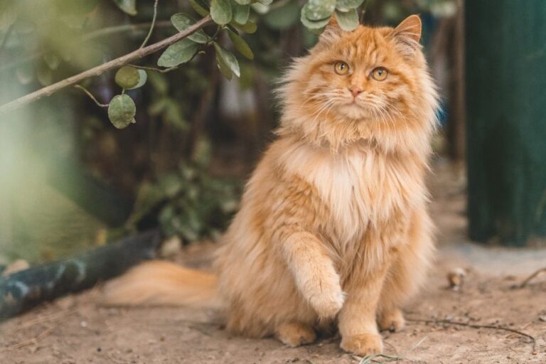 Fluffy ginger cat sitting outdoors with one paw lifted, gazing thoughtfully as if mid-conversation, embodying Things Your Cat Would Tell You If They Could Talk.