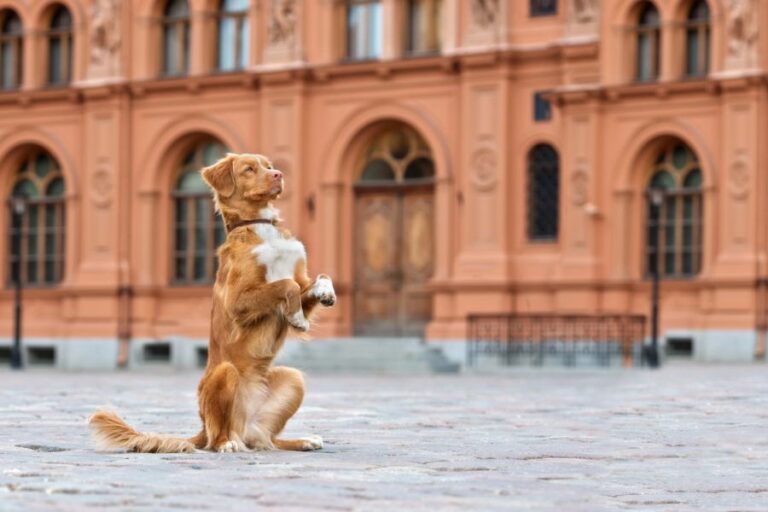 A brown and white dog sitting upright on its hind legs in front of a historic building. Sitting pretty is one of the easy tricks you can teach your dog.