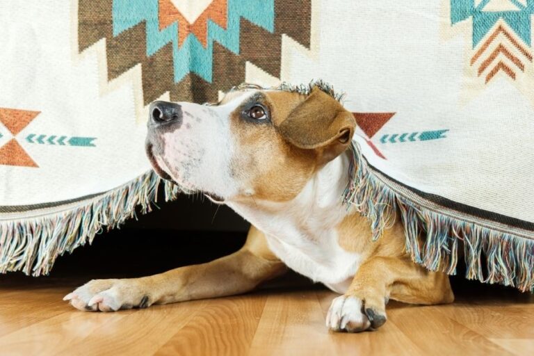 Brown and white dog hiding under a fringed blanket with a worried expression, showing how to support your dog during a thunderstorm by creating a safe space.