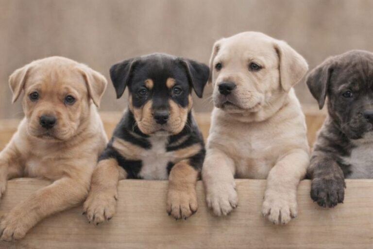 A group of five adorable puppies peeking over a wooden ledge with curious expressions. This image highlights the playful innocence behind 7 Things Your Dog Secretly Wishes You Knew About Them.