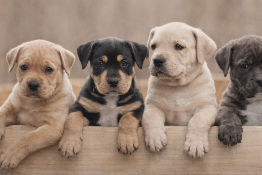 7 Things Your Dog Secretly Wishes You Knew About Them (What They Can't Put Into Words) 1 A group of five adorable puppies peeking over a wooden ledge with curious expressions. This image highlights the playful innocence behind 7 Things Your Dog Secretly Wishes You Knew About Them.