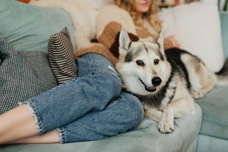Husky mix lying on a couch beside a relaxed owner, demonstrating one way to support your dog during a thunderstorm with calming companionship.
