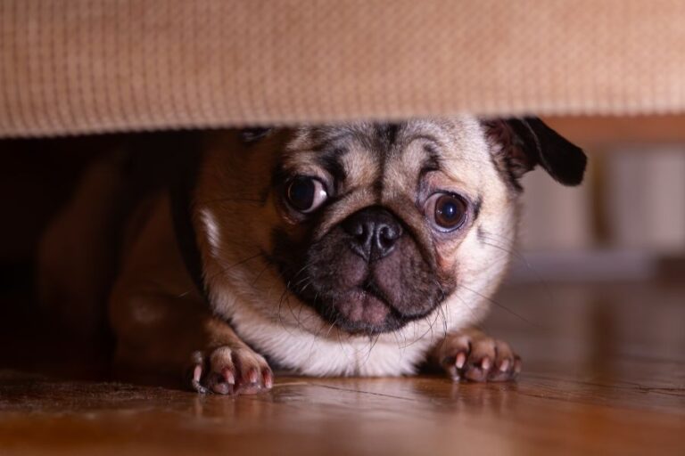 A wide-eyed pug crouches under a couch, peeking out nervously. Hiding in tight spaces is a typical response to common things that frighten dogs.