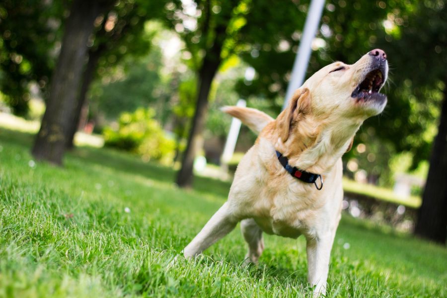 The 7 Most Common Behavioral Issues In Dogs and What To Do To Stop Them (the 2026 Dog Behavior Guide) 3 Yellow Labrador barking loudly in a grassy park, possibly reacting to a trigger. Barking excessively is one of the common behavioral issues in dogs.