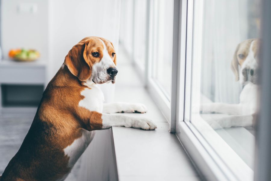 A beagle stares out a window with a concerned expression, resting its paws on the windowsill. Unfamiliar people or animals outside can be common things that frighten dogs.
