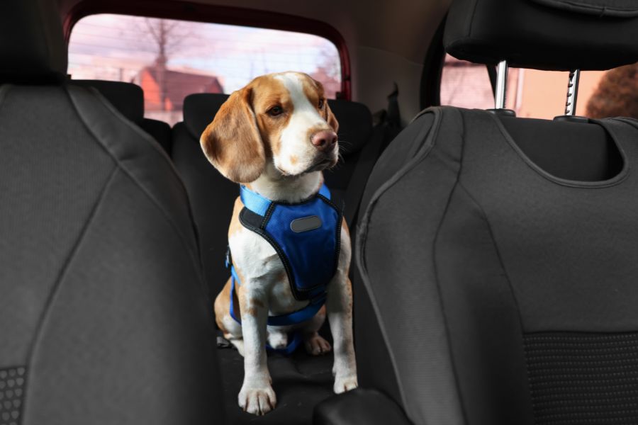 A beagle wearing a blue harness sits alone in the backseat of a car. Car rides are one of the common things that frighten dogs due to motion or past trauma.