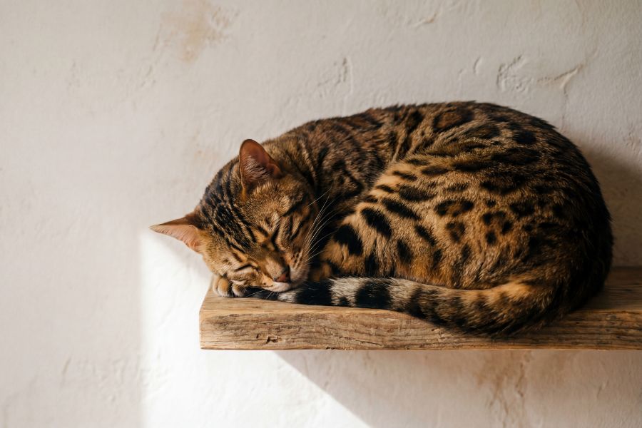 7 of the Smartest Cat Breeds in the World. Meet the Feline Geniuses and See Where Your Cat Comes On the Cat Intelligence Meter 4 A beautifully patterned Bengal cat sleeping curled up on a wooden shelf – energetic and curious, it’s considered one of the Smartest Cat Breeds in the World.