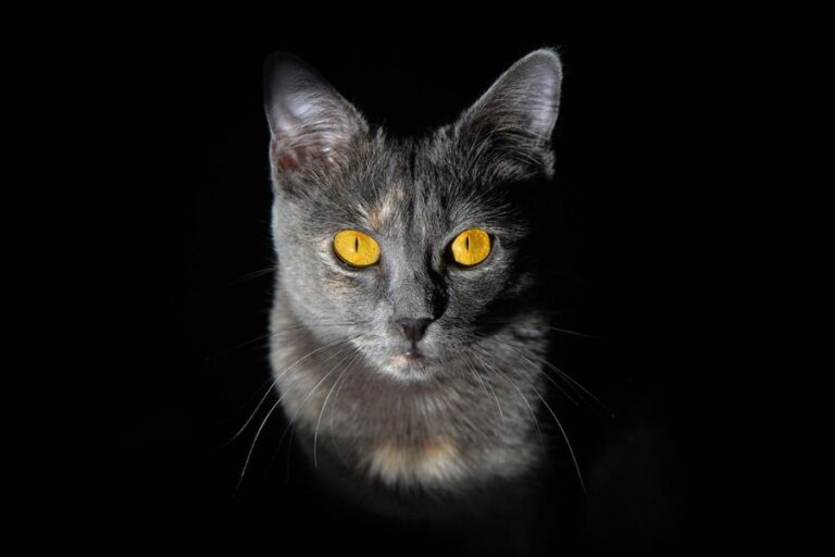 Close-up of a grey cat with striking yellow eyes staring intensely into the camera, isolated against a black background, evoking the mysterious question: can cats see ghosts.