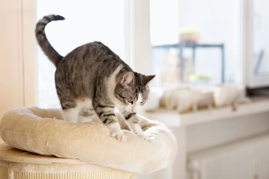 The Secret Language of Cats: Decoding 12 Common Cat Behaviors to Better Understand Your Feline Friend 2 Gray and white tabby cat kneading a soft beige bed with its front paws, demonstrating one of the instinctive cat behaviors linked to comfort, territory marking, and kittenhood memories.