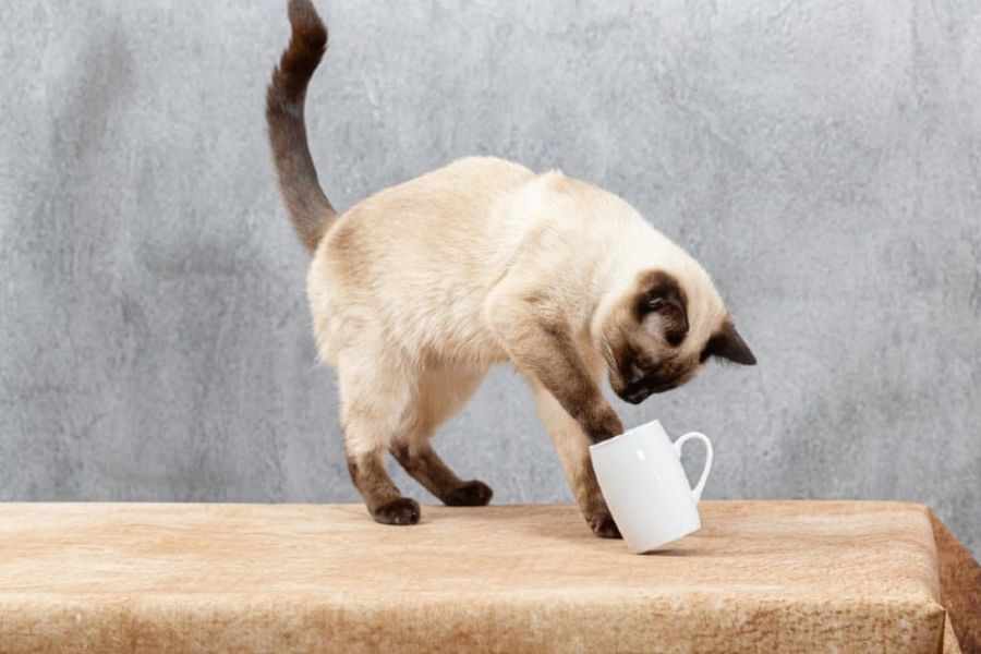 The Secret Language of Cats: Decoding 12 Common Cat Behaviors to Better Understand Your Feline Friend 3 Siamese cat using its paw to push over a white mug on a wooden table, perfectly illustrating one of the classic mischievous cat behaviors driven by curiosity, play, or attention-seeking.