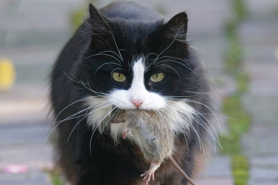 The Secret Language of Cats: Decoding 12 Common Cat Behaviors to Better Understand Your Feline Friend 6 Long-haired black and white cat carrying a captured mouse in its mouth, a vivid example of hunting instinct and gift-giving—both classic cat behaviors rooted in survival and social bonding.