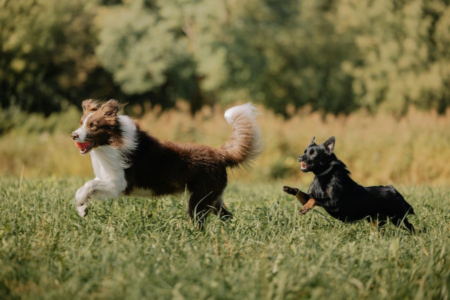 The 7 Most Common Behavioral Issues In Dogs and What To Do To Stop Them (the 2026 Dog Behavior Guide) 7 Two dogs running across a field, one chasing the other with a toy in its mouth. Overexcitement and lack of impulse control during play can be common behavioral issues in dogs.