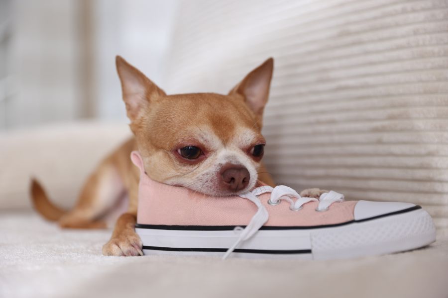 The 7 Most Common Behavioral Issues In Dogs and What To Do To Stop Them (the 2026 Dog Behavior Guide) 4 Chihuahua resting its head on a pink sneaker on a couch. Chewing on inappropriate items like shoes is one of the common behavioral issues in dogs.
