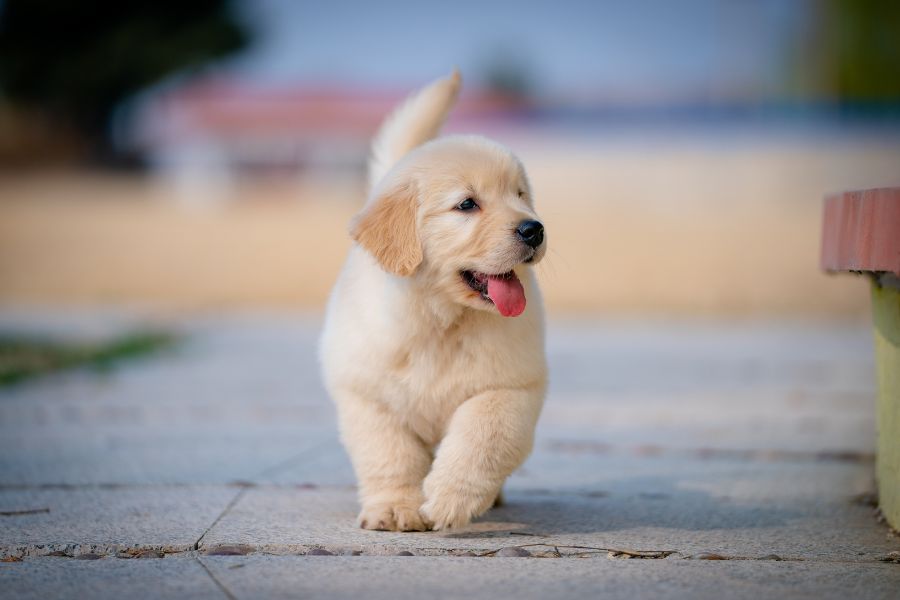12 Quick and Easy Tricks You Can Teach Your Dog In a Day No Expensive Trainer Required 3 A fluffy golden retriever puppy walking with its tongue out on a paved path. Starting young with simple commands is key when learning easy tricks you can teach your dog.