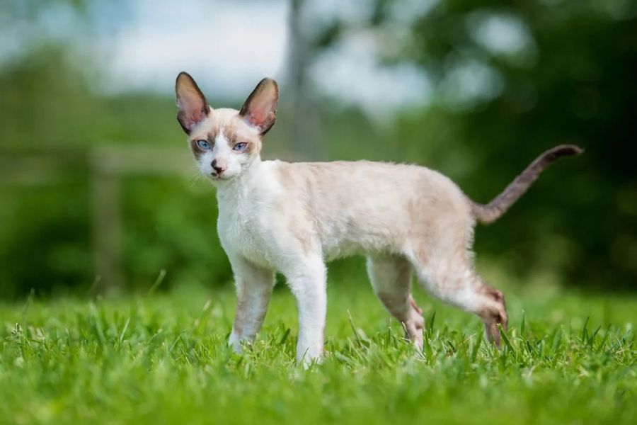 7 of the Smartest Cat Breeds in the World. Meet the Feline Geniuses and See Where Your Cat Comes On the Cat Intelligence Meter 7 A slender Cornish Rex cat standing on green grass with large ears and blue eyes – known for its playful and intelligent nature, it's one of the Smartest Cat Breeds in the World.