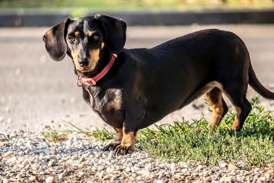 The 10 Most Popular Dog Breeds Going Into 2026: What Makes Them America's Favorites 2 A black and tan Dachshund wearing a red collar stands alert on a gravel path, with sunlight highlighting its sleek coat and long body. Known for their unique shape and bold personality, Dachshunds are among the Most Popular Dog Breeds loved by families and city dwellers alike.