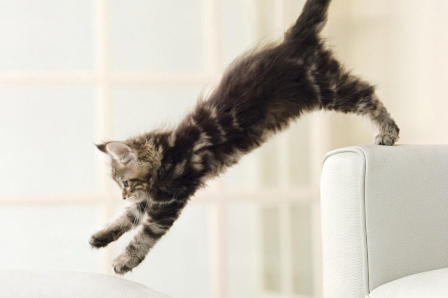 The Secret Language of Cats: Decoding 12 Common Cat Behaviors to Better Understand Your Feline Friend 1 Playful kitten mid-air leaping from a white couch, perfectly capturing one of the energetic cat behaviors often seen in young felines during moments of exploration and excitement.