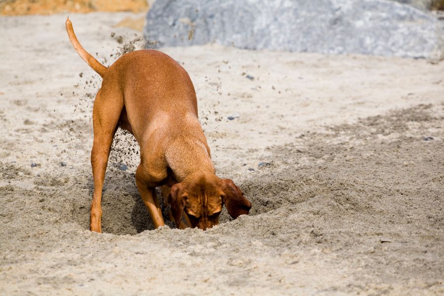 The 7 Most Common Behavioral Issues In Dogs and What To Do To Stop Them (the 2026 Dog Behavior Guide) 2 Brown dog digging a deep hole in the sand, kicking dirt behind it. Digging behavior is one of the common behavioral issues in dogs, especially when bored or anxious.