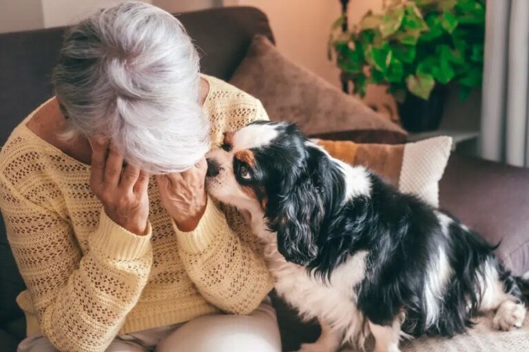 An elderly woman sits on a couch with her face in her hands, while a Cavalier King Charles Spaniel gently nudges her face with concern. This image reflects the question, does your dog know when you're having a bad day, showcasing a dog's empathy toward emotional distress.