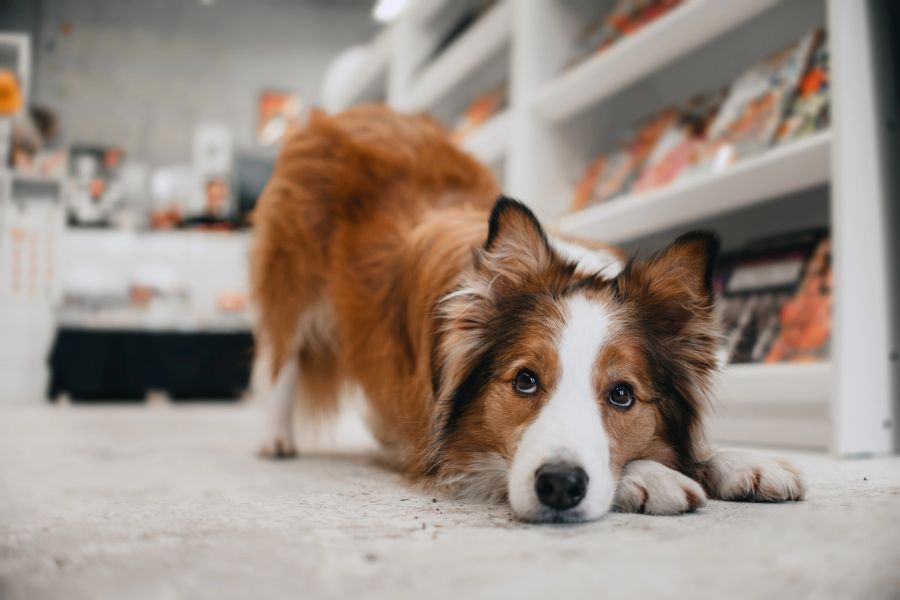 12 Quick and Easy Tricks You Can Teach Your Dog In a Day No Expensive Trainer Required 6 A collie lies in a play-bow position inside a store aisle, looking up with alert eyes. Teaching a play bow is one of the fun and easy tricks you can teach your dog.