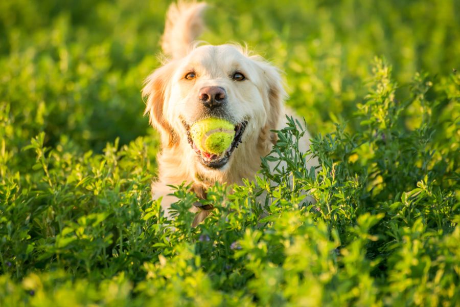 12 Quick and Easy Tricks You Can Teach Your Dog In a Day No Expensive Trainer Required 8 Golden retriever in a green field holding a tennis ball in its mouth. Fetch and retrieve are classic examples of easy tricks you can teach your dog.