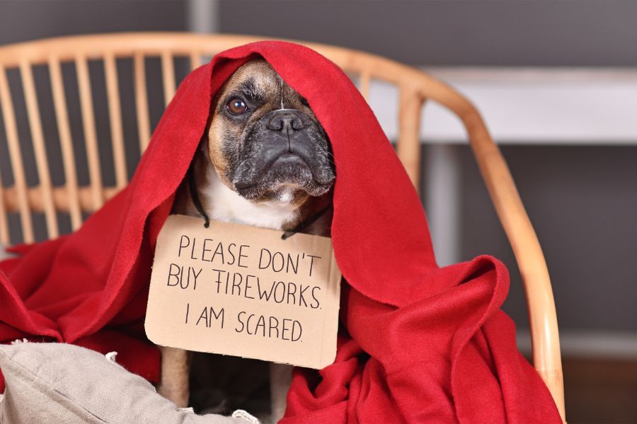 A French bulldog sits under a red blanket holding a cardboard sign that reads “Please don’t buy fireworks. I am scared.” Loud noises like fireworks are one of the most common things that frighten dogs.
