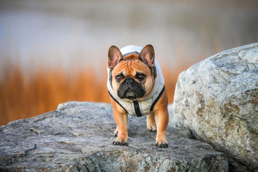 The 10 Most Popular Dog Breeds Going Into 2026: What Makes Them America's Favorites 3 A fawn-colored French Bulldog wearing a white jacket stands confidently on a large rock with a blurred natural background. With its compact size, expressive face, and big personality, the French Bulldog continues to rank among the Most Popular Dog Breeds around the world.