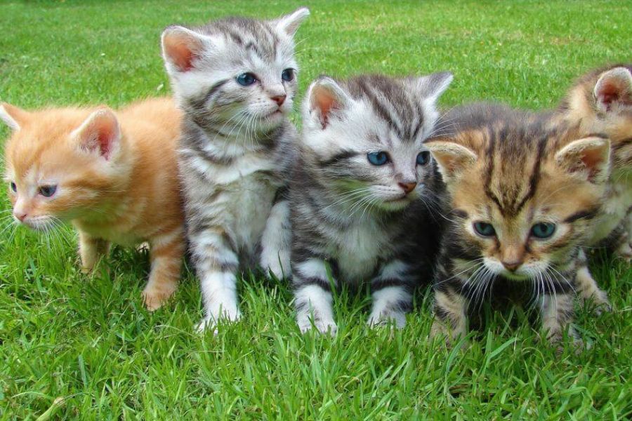 How to Choose the Perfect Name for Your Pet (Plus: Try Our Pet Name Calculator) 3 A group of adorable kittens in various colors sits on fresh green grass, each one cuter than the last. It’s impossible to choose just one Name for your pet from this bundle of fluff.