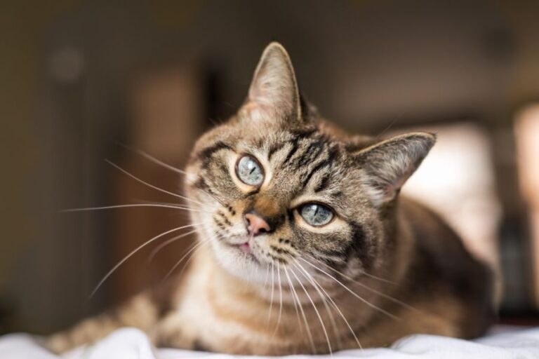 Close-up of a tabby cat tilting its head with wide, glistening blue eyes, giving an innocent look that perfectly asks Is Your Cat Manipulating You.
