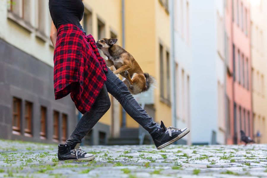 The 7 Most Common Behavioral Issues In Dogs and What To Do To Stop Them (the 2026 Dog Behavior Guide) 6 Small dog jumping up on a person walking down a cobblestone street. Jumping on people is a frequent example of common behavioral issues in dogs.