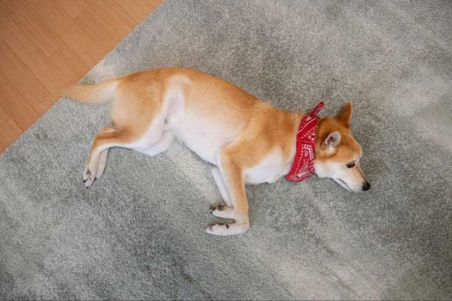 12 Quick and Easy Tricks You Can Teach Your Dog In a Day No Expensive Trainer Required 11 Shiba Inu wearing a red bandana lies still on a carpet, appearing to play dead. Playing dead is one of the theatrical but easy tricks you can teach your dog.