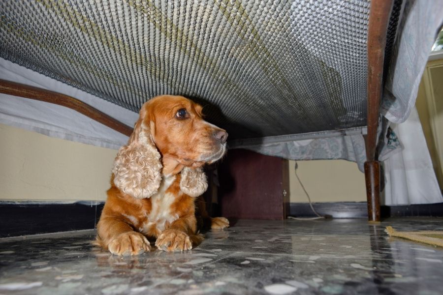 Cocker spaniel hiding under a bed on a tile floor, visually representing a common behavior and why it’s important to support your dog during a thunderstorm.