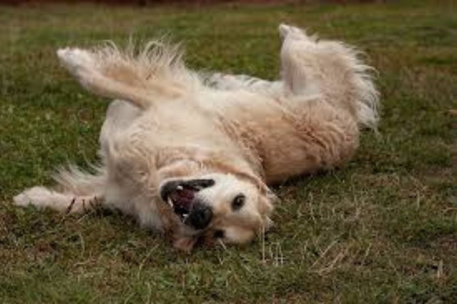 12 Quick and Easy Tricks You Can Teach Your Dog In a Day No Expensive Trainer Required 10 Golden retriever rolling playfully on its back in the grass with a happy expression. Rolling over is a playful and easy trick you can teach your dog with consistent practice.