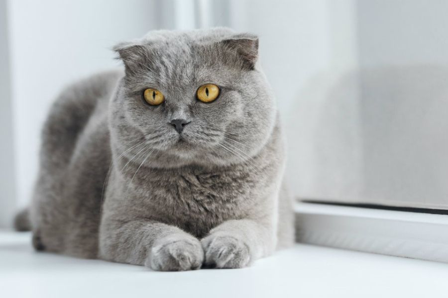 7 of the Smartest Cat Breeds in the World. Meet the Feline Geniuses and See Where Your Cat Comes On the Cat Intelligence Meter 6 A plush gray Scottish Fold cat with amber eyes lying near a window – gentle yet smart, this breed is a contender for the Smartest Cat Breeds in the World.
