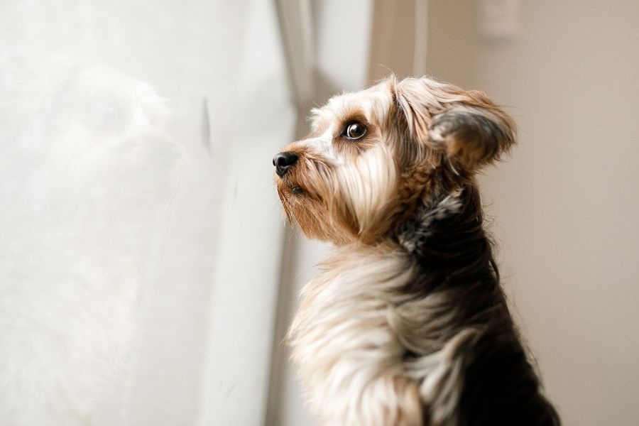 The 7 Most Common Behavioral Issues In Dogs and What To Do To Stop Them (the 2026 Dog Behavior Guide) 8 Yorkshire Terrier staring out a window with a concerned expression. Separation anxiety and restlessness when left alone are common behavioral issues in dogs.