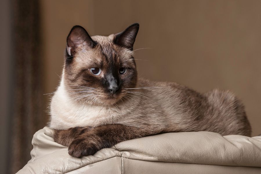 7 of the Smartest Cat Breeds in the World. Meet the Feline Geniuses and See Where Your Cat Comes On the Cat Intelligence Meter 3 A Siamese cat with striking blue eyes and dark points lounging on a cream couch – vocal, social, and brainy, it's undeniably one of the Smartest Cat Breeds in the World.