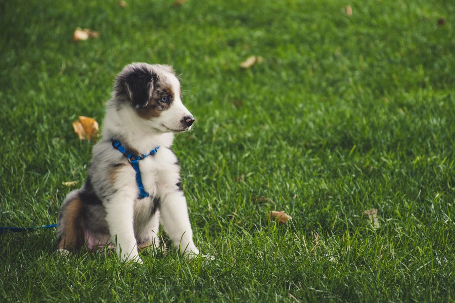12 Quick and Easy Tricks You Can Teach Your Dog In a Day No Expensive Trainer Required 2 Australian Shepherd puppy sitting calmly on a lawn wearing a blue harness. Teaching sit and stay are the first easy tricks you can teach your dog.