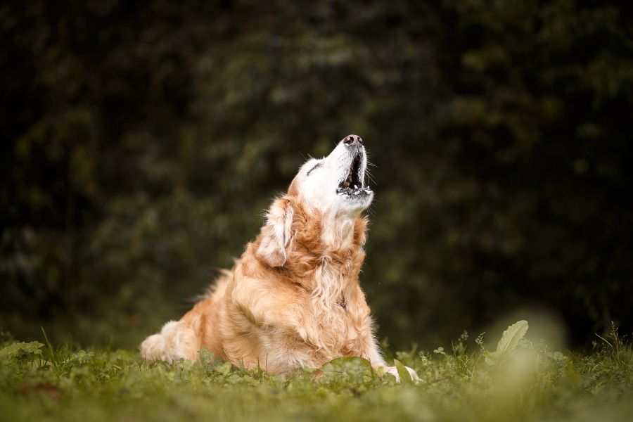 12 Quick and Easy Tricks You Can Teach Your Dog In a Day No Expensive Trainer Required 9 Older golden retriever lying on the grass howling or speaking on cue. Teaching your dog to speak on command is one of the easy tricks you can teach your dog.