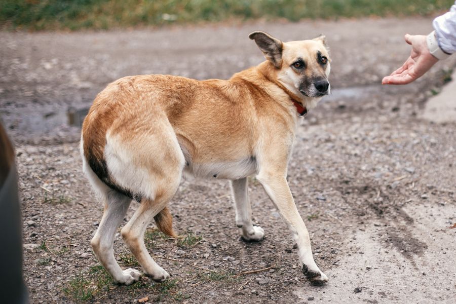 A tan and white dog looks anxiously back at a human hand reaching toward it. Strangers or sudden approaches are common things that frighten dogs, especially rescues.