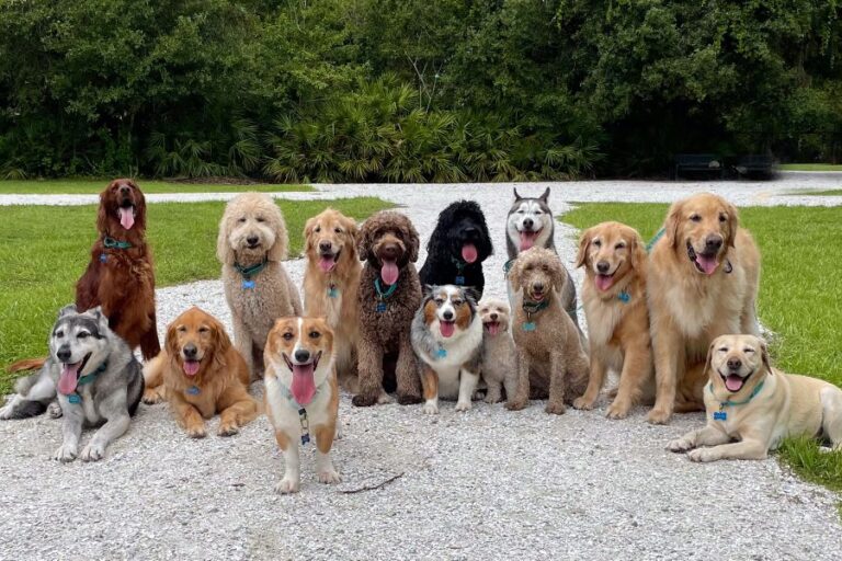 A group of sixteen dogs, including Golden Retrievers, Labradors, Huskies, Doodles, and other friendly breeds, sit and lie together outdoors on a gravel path. This cheerful lineup features some of the Most Popular Dog Breeds known for their lovable temperaments and family-friendly nature.