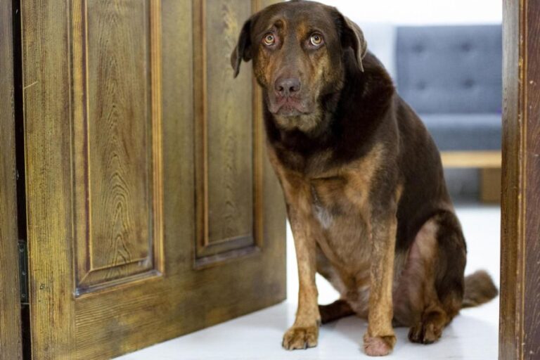 verweight chocolate lab sitting inside a doorway with a sad expression. Lethargy or changes in demeanor may reflect underlying causes of common behavioral issues in dogs.