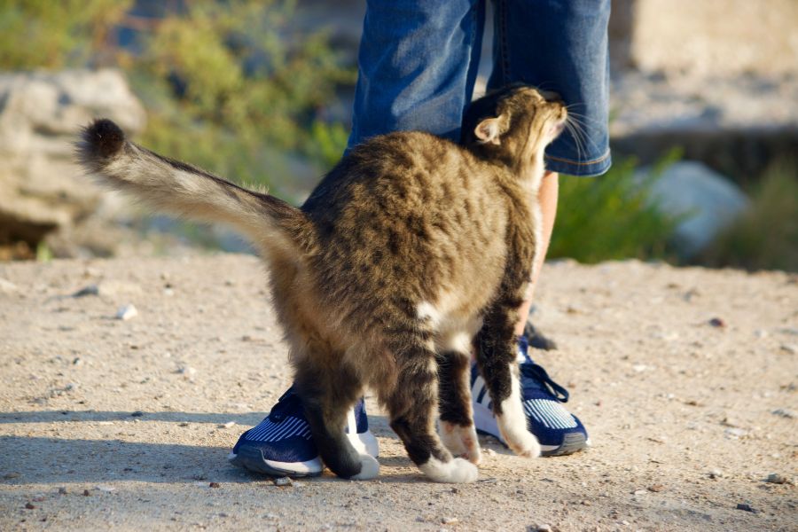 Is Your Cat Manipulating You? 8 Sneaky Tricks Cats Use to Train Their Humans 5 Fluffy tabby cat affectionately rubbing against a person’s legs outdoors, a classic moment that makes you wonder Is Your Cat Manipulating You.