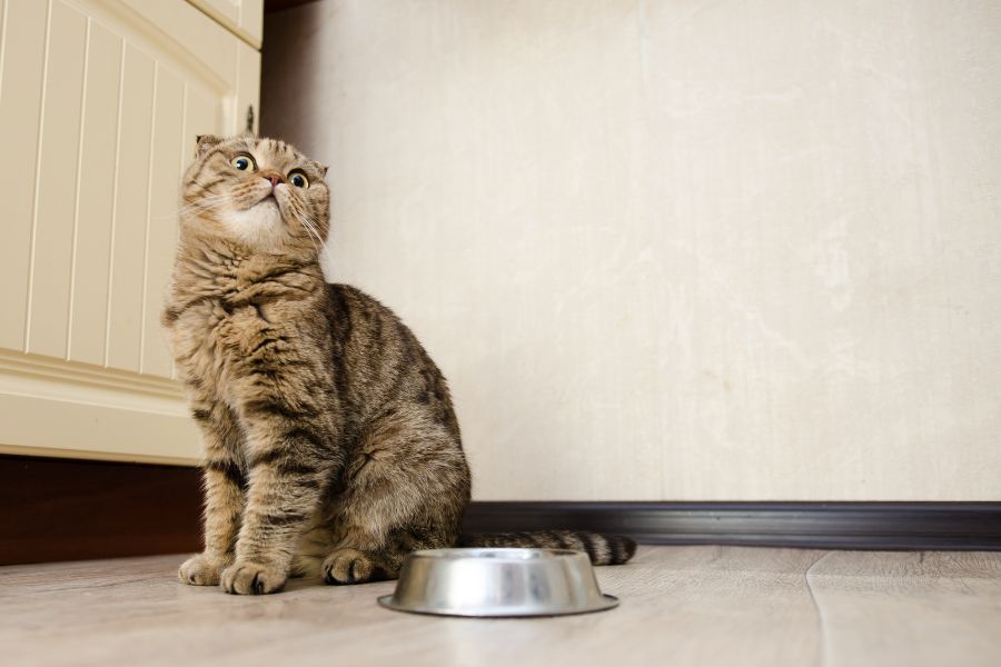 Is Your Cat Manipulating You? 8 Sneaky Tricks Cats Use to Train Their Humans 3 Wide-eyed cat sitting beside an empty food bowl with a dramatic expression, as if silently screaming Is Your Cat Manipulating You.