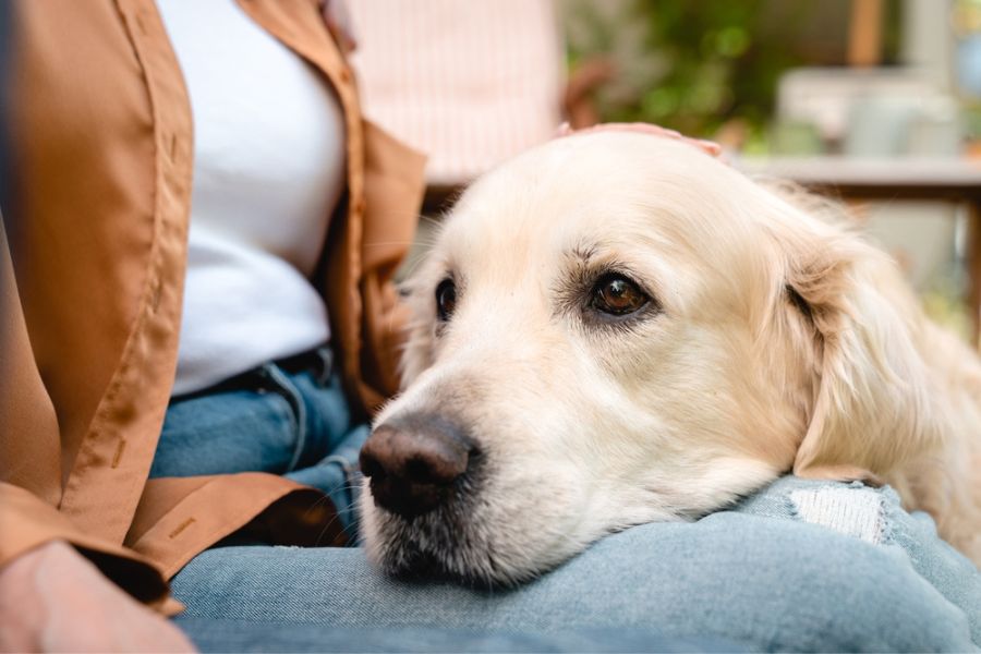 Does Your Dog Know When You're Having a Bad Day? Science Says Yes (And Here's How They Pick Up On It) 4 A Golden Retriever rests its head on a person’s lap while being gently petted, with a calm, comforting expression. This peaceful moment captures the emotional support dogs can offer, subtly answering does your dog know when you're having a bad day.