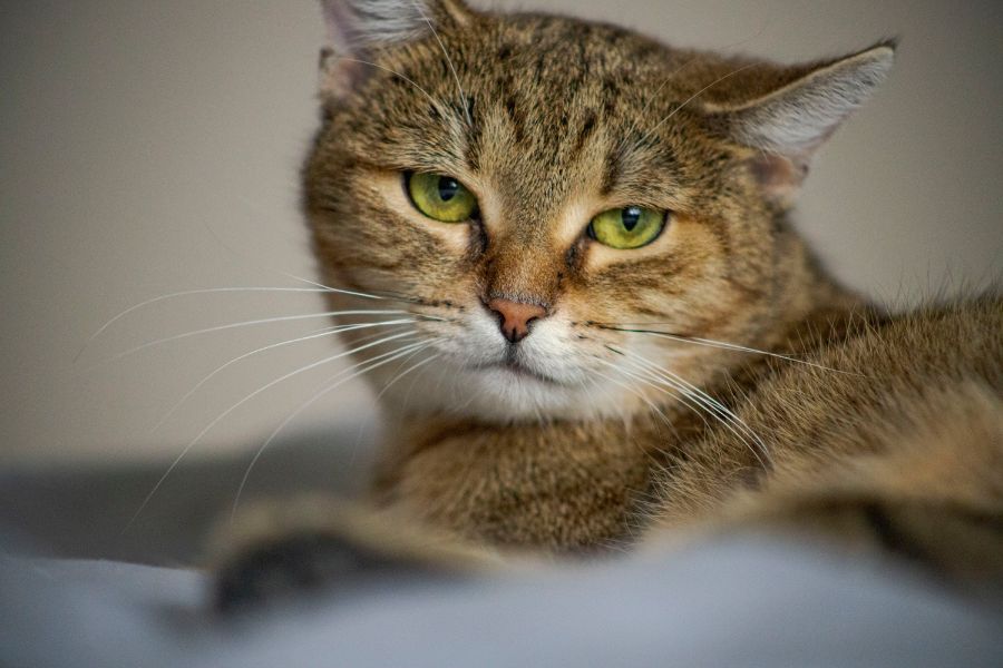 Is Your Cat Manipulating You? 8 Sneaky Tricks Cats Use to Train Their Humans 6 Close-up of a cat giving a calm but intense stare, lying down as if plotting something, silently challenging you with Is Your Cat Manipulating You.