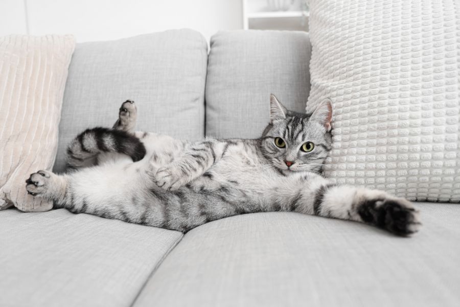 Is Your Cat Manipulating You? 8 Sneaky Tricks Cats Use to Train Their Humans 8 Gray-striped cat sprawled out on a sofa with legs stretched in all directions, completely relaxed and making you wonder Is Your Cat Manipulating You.