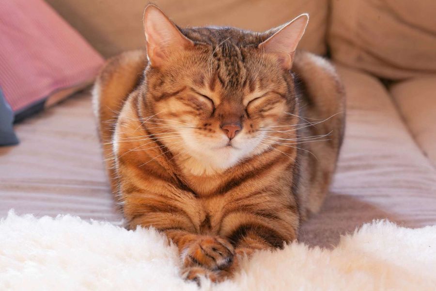 The Secret Language of Cats: Decoding 12 Common Cat Behaviors to Better Understand Your Feline Friend 5 Brown cat sitting with eyes closed and paws neatly tucked, radiating peace while subtly demanding attention—Is Your Cat Manipulating You.