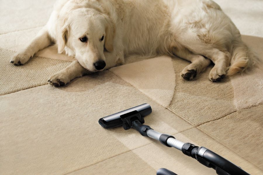 A golden retriever lies low to the ground with wary eyes fixed on a vacuum cleaner. Household appliances are common things that frighten dogs due to their noise and movement.