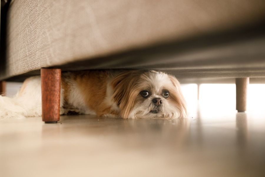 A small dog hides under a couch, looking up with wide, uncertain eyes. Being alone or startled by household activity are common things that frighten dogs.